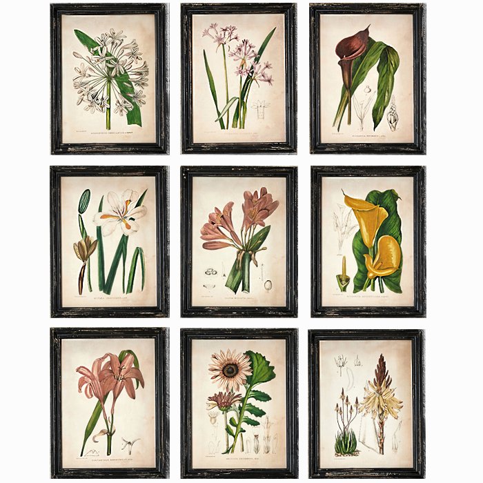 Набор из 9 постеров Flowering plants of Africa 1921