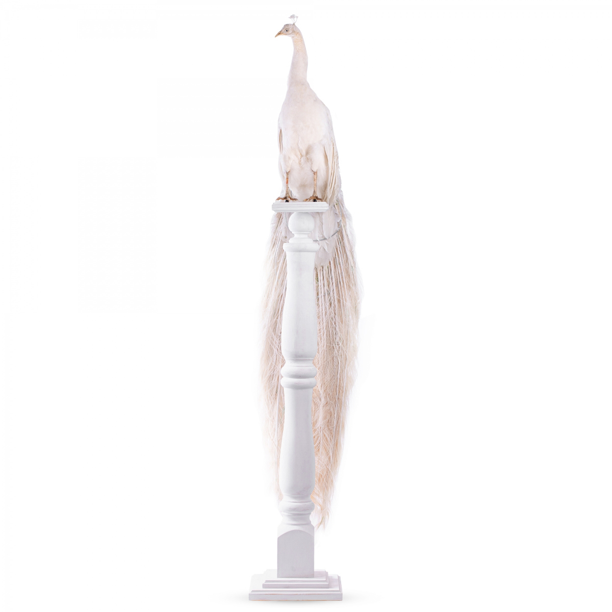 Редкий Белый павлин павлин чучело на подставке
