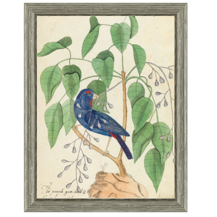 Постер Blue Bird In Foliage