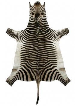 Натуральная шкура зебры Hartmannae